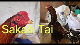 Hi̇nt Horozu Sakalli Tai̇