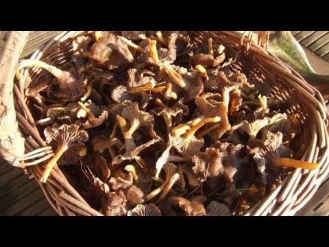 Video: Nấm Rừng - Nấm Chanterelles Và Nấm