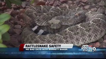 No Bad Days with Barrett -Rattlesnake Safety