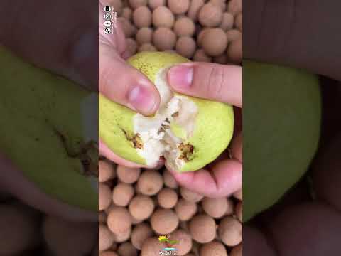 اجمل واطيب فاكهة استوائية