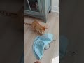 Audi video