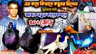 আবাও নতুন কালেকশনে ৪০ জোড়া কবুতর | একদম পানির দামি কবুতর কিনুন মুনতাজ ভাইয়ের খামার থেকে | কম দামি