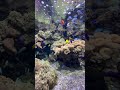 Fish love 🐠🐠 #life #shortvideo #viralshort #dream #beach #pets #100k
