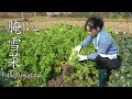 一道饭桌上必不可少的下饭菜：腌雪菜【酒鬼小莉】An essential meal on the dining table: pickled snow cabbage