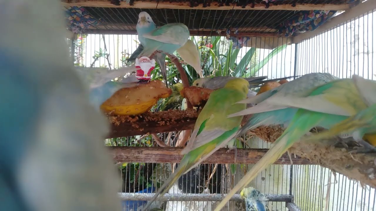 Luxury Birds Home Decor 