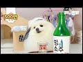 Soju mukbang du chien de pomranie  la vie est dure