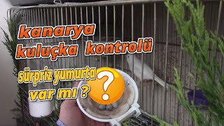 Kanarya Kuluçka Kontrolü Yaptık | 4' ten fazla Yumurta Yaptılar mı ?