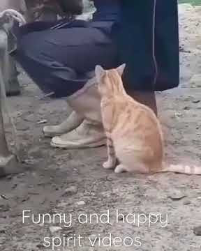 cat drinks milk straight from the cow     #youtube #youtubeshorts #cat #short #shorts #video