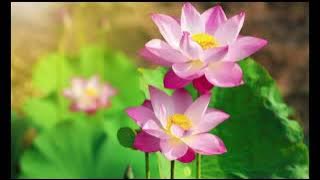 Puteri Seroja | Lagu 'Puteri Misteri' Search Versi Malaysia | Vokal By Fieya Julia