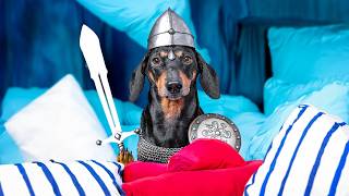 The Lord of the Remote! Cute & funny dachshund dog video!