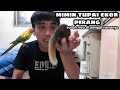 si mimin tupai ekor pirang udah mau di panggil nama