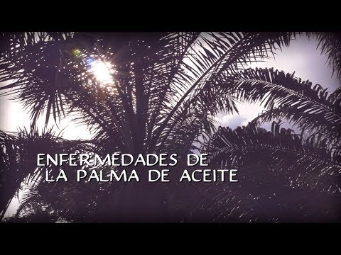 Video: Enfermedad de la palma por Ganoderma - Consejos para tratar la podredumbre de los glúteos por Ganoderma