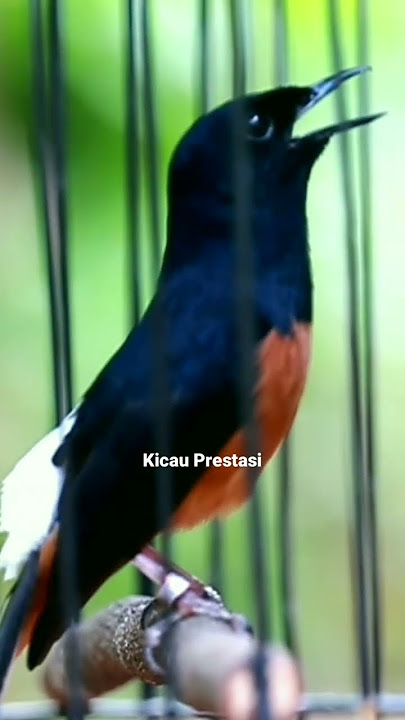murai nembak isian prenjak tir #short #kicauprestasi
