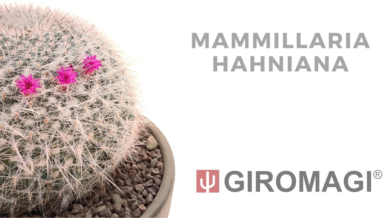 Mammillaria hahniana - Giromagi Cactus and Succulents
