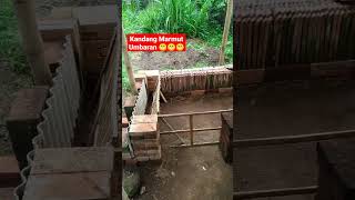 Buat Kandang Marmut #kandangmarmut #kandangmarmutumbaran #peternakmarmut #marmut #shorts #hewanlucu