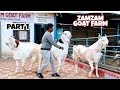India's biggest goat farm ZAMZAM big bakre full farm visit