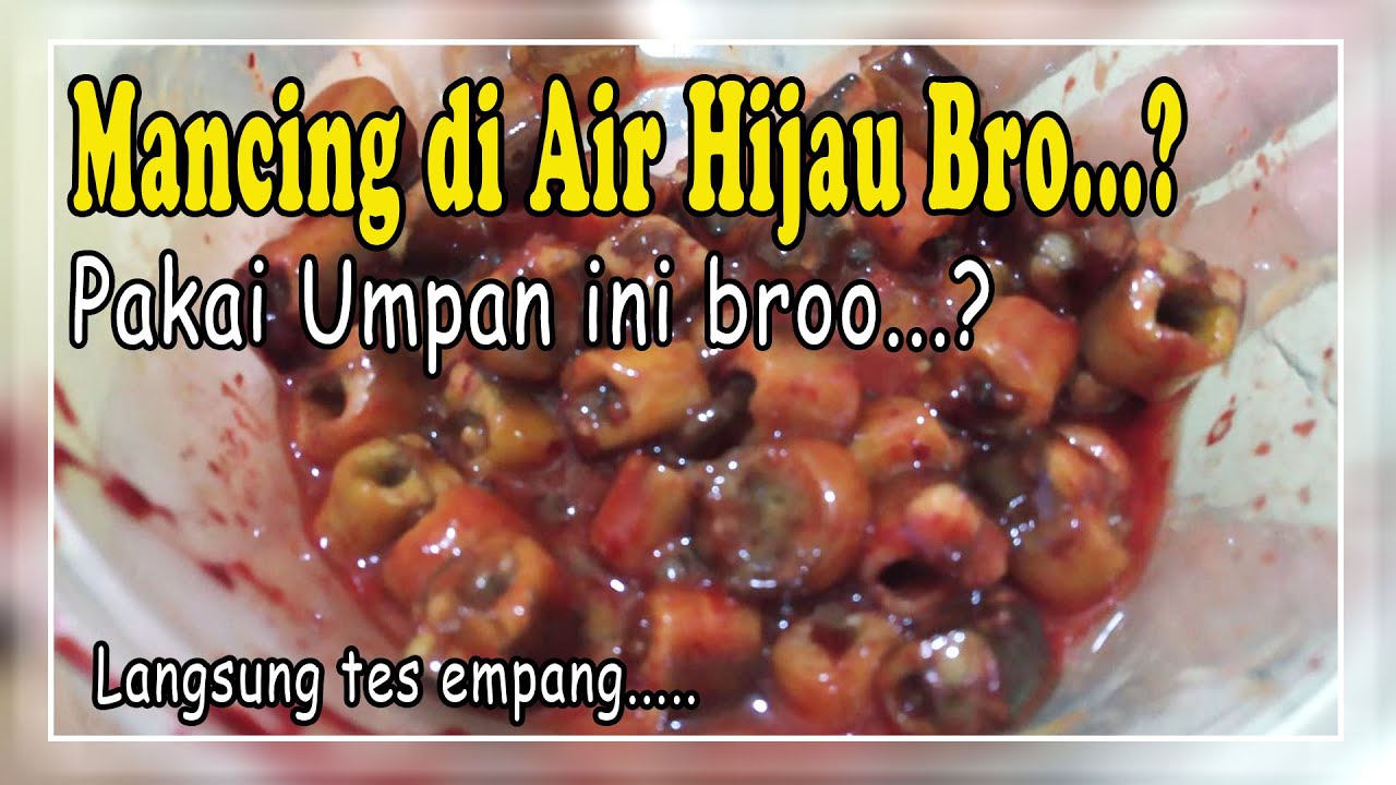 RACIKAN BELUT INI UNTUK LELE COCOK MANCING DI AIR HIJAU | LANGSUNG TES EMPANG