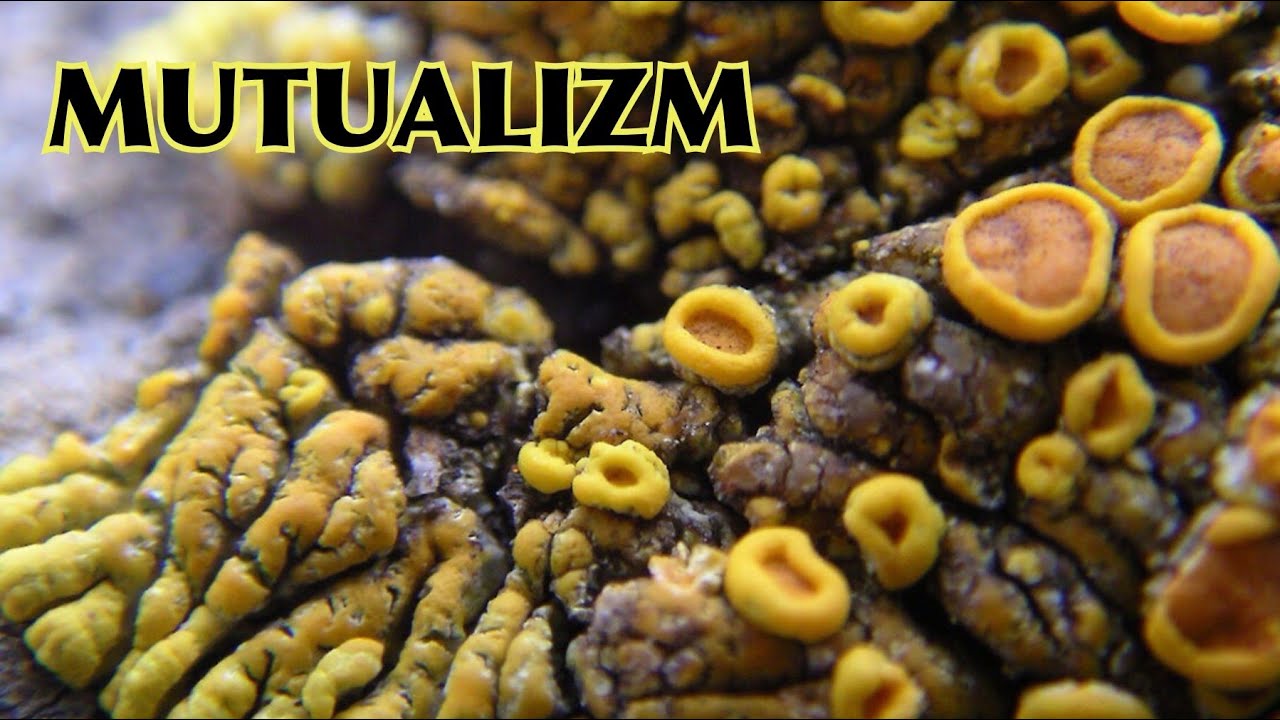 Mutualizm przykład symbiozy YouTube
