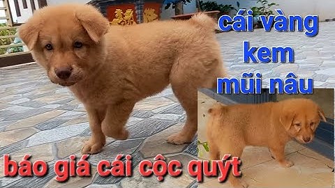 Báo giá cái cộc quýt cái vàng kem mũi nâu my pet