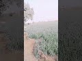 #viral onion form beautiful view