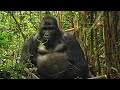 Rwanda les derniers gorilles  documentaire animalier