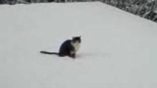 a cat on a cold snow roof