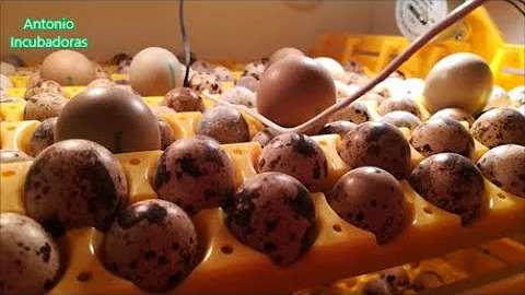 ¿Qué ocurre si no se rotan los huevos?