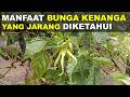 Manfaat Bunga Kenanga Yang Jarang Diketahui Orang