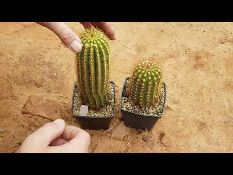 Cactus Unboxing: Trichocereus