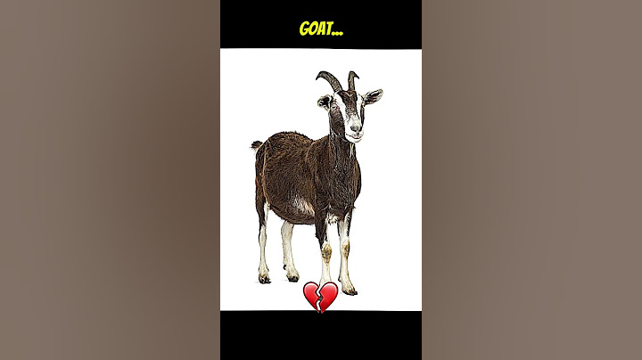 🐐🐐🐐the best goat