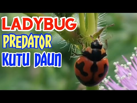 Serangga unik mencari makanan | Lady bug vs Kutu Daun