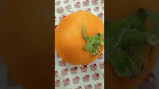 this green structure in tomato, is permanent calyx