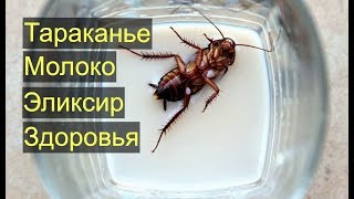 Тараканье молоко — Эликсир Здоровья