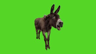 Funny Donkey Green Screen With Sound Donkey Sounds