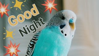 Good Night Birds Activities AronnoAroosh'sWorld is live! #live #birds #youtube #AronnoAroosh'sWorld