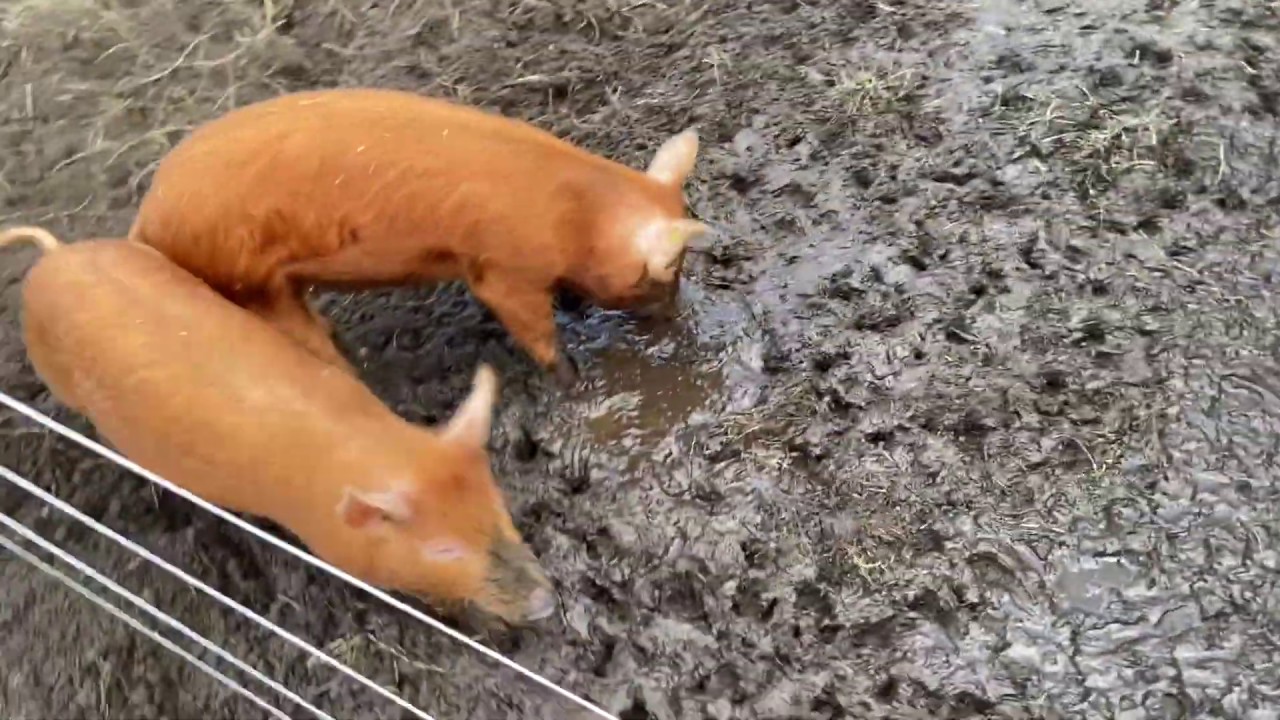 RUNNING WITH THE PIGGIES 🐽🐽