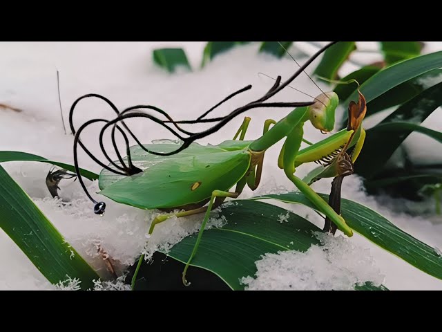 Winter's Strangest Discovery: A Praying Mantis in the Snow - YouTube
