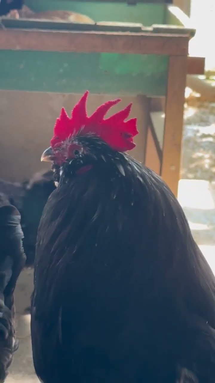 ぜひ、聞いてくださいね！ #チャーン #沖縄在来 #ニワトリ - YouTube