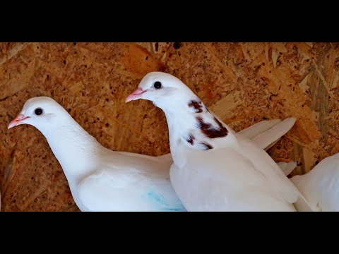 Может ли голубь летать всю ночь? Голубятники сказочники))