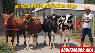 😯‼️ Bunaqasi Juda Kam Boʻladi Abdujabbor Akadan N1 Zoʻrlari Ishonarli Yetuk Bug'ozlar 