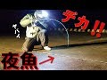とんでもない所から飛び出したのは高級デカ魚！？