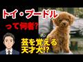 【トイ・プードル】頭脳派No.1小型犬!実は狩猟犬の末裔!?