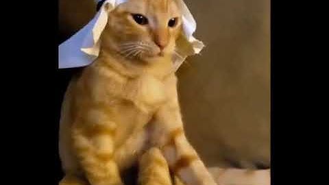 Thumbnail of Arabian Cat. Music: Mundian to Bach ke by Panjabi MC