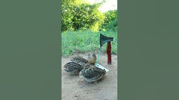 Easy Underground Quail Trap Using Cardboard Box - Simple Quick Bird Trap