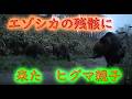 エゾシカの残骸に来た ヒグマ親子 トレイルカメラ Brown Bear Trail camera Hunting camera 北海道ヒグマチャンネル ヒグマ 羆