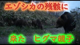 エゾシカの残骸に来た　ヒグマ親子　トレイルカメラ　Brown Bear Trail camera　Hunting camera　北海道ヒグマチャンネル　ヒグマ　羆