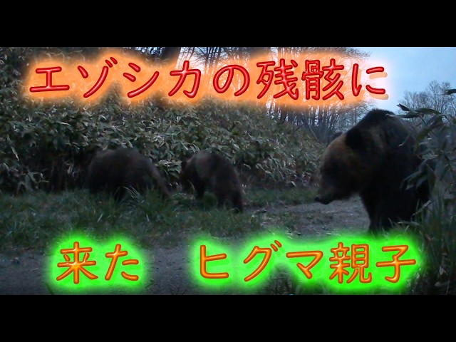 エゾシカの残骸に来た ヒグマ親子 トレイルカメラ Brown Bear Trail