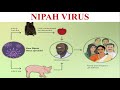 Nipah Virus || Cause, Symptom, Diagnosis & Prevention of Nipah Virus Infection