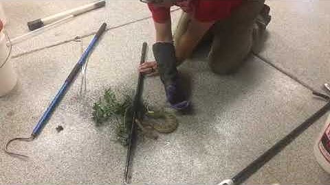 Rattlesnake Freed from Bird Netting