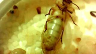 Mealworm Pupa Emerges as Beetle Timelapse